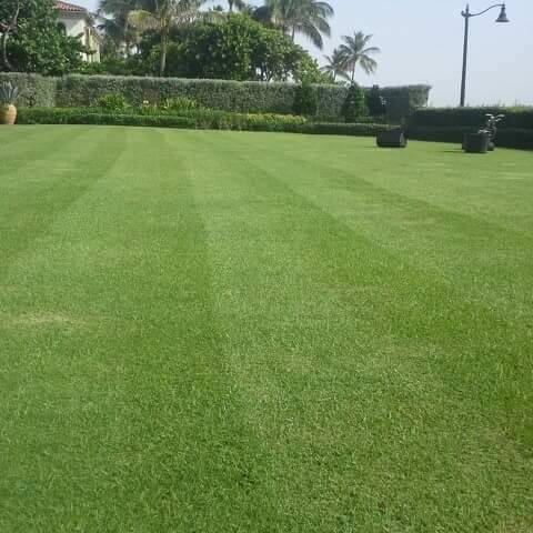 Paisajismo y mantenimiento asequible