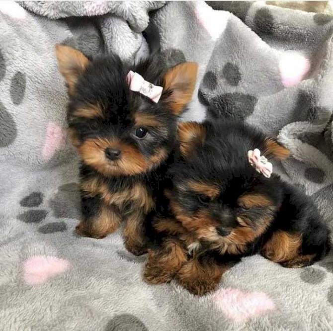 ¡Preciosos cachorros Yorkie Teacup!