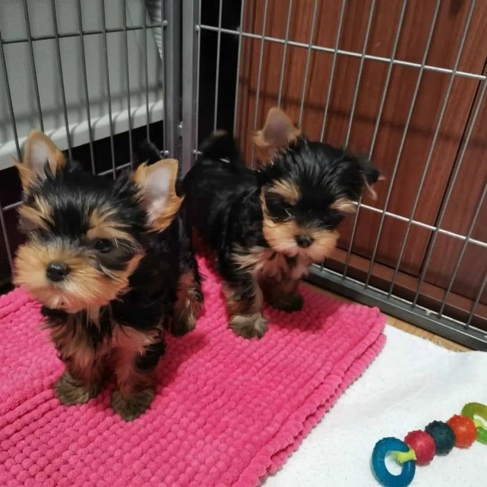 Cachorros Yorkshire Terrier (Yorkie) del AKC