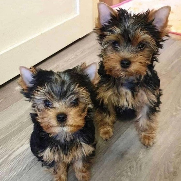cachorros Yorkie Teacup del AKC!