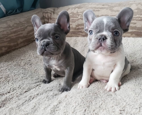 Male and Female Trained French Bulldog Puppies