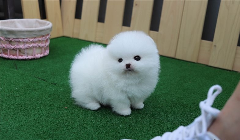 Beautiful mini t-cup Pomeranian puppies for sale.