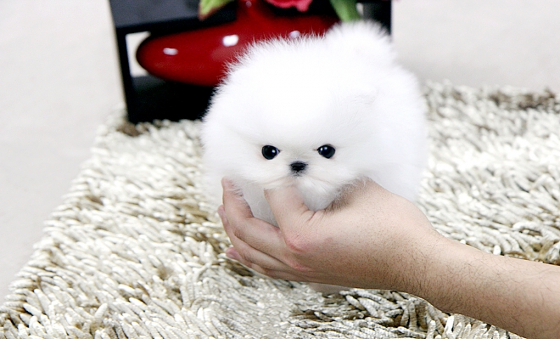 Venta pomerania toy blanco con vacunas y microchip certificado