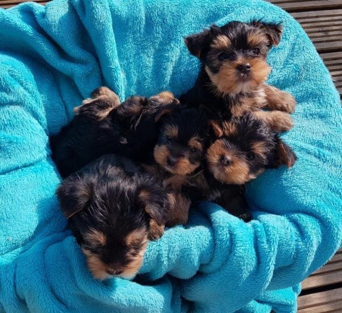 cachorros Yorkie Teacup del AKC!