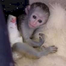 Monos Capuchinos Lindos y Sanos. Disponibles