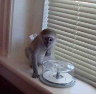 Crías de Mono Capuchino en venta