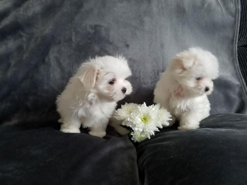 Fantastic White Maltese puppies available