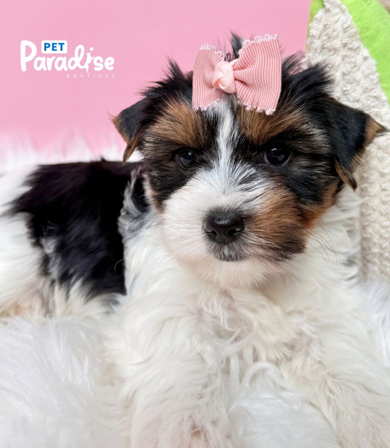 Yorkshire Terrier, Cloe