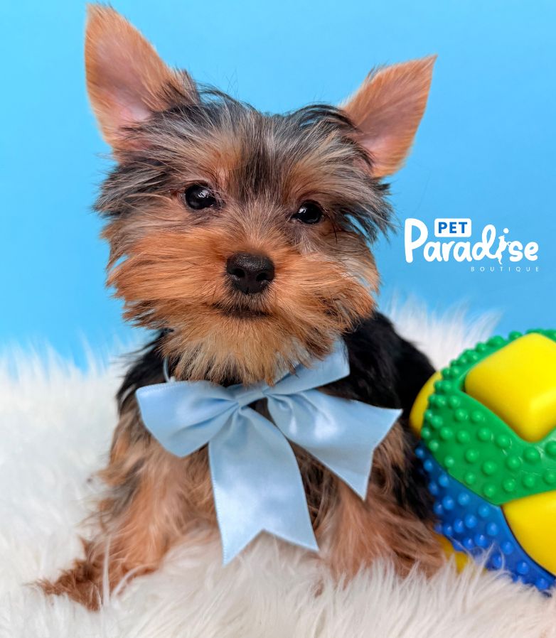 Yorkshire Terrier, Titi