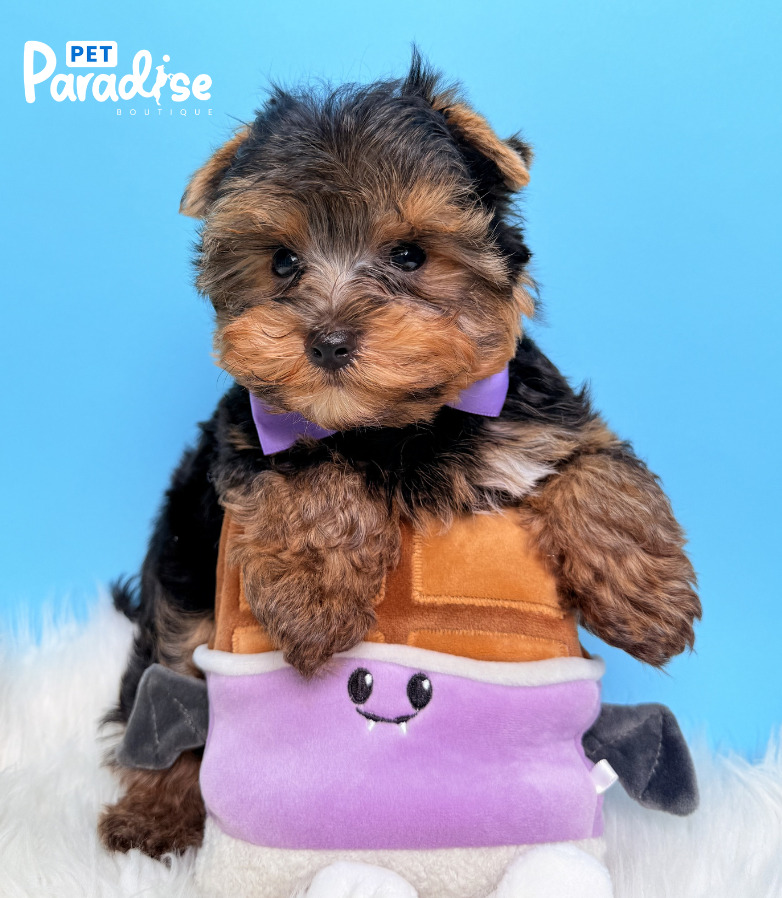 yorkshire Terrier, Osito