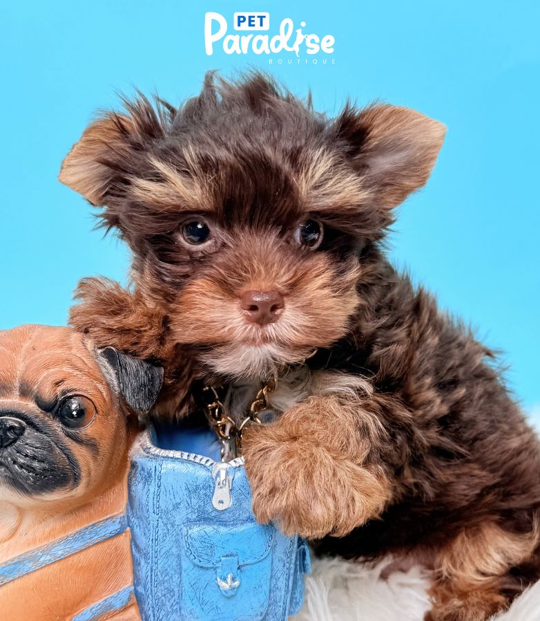 Yorkshire Terrier, Rodrigo