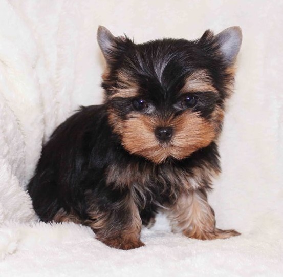 Yorkie de menos de un ano en venta