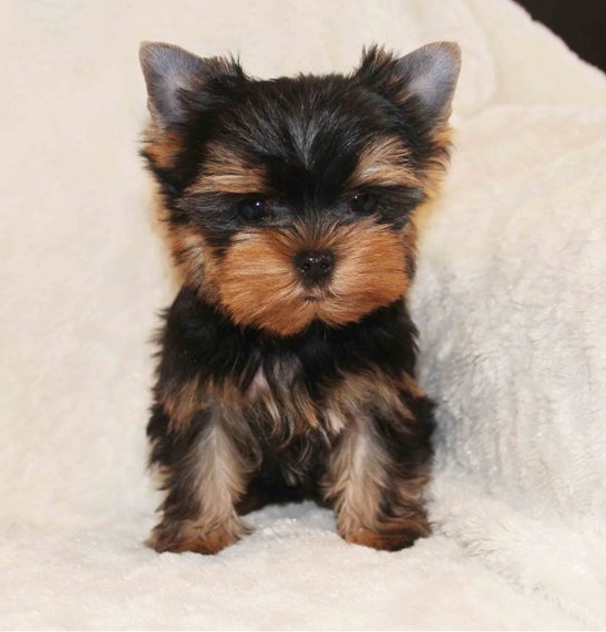 Cachorros yorkshire macho y hembra de raza barato en venta