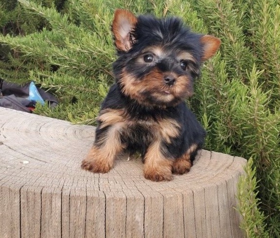 Venta de perros yorkshire terrier macho y hembra de raza barato en buen precio