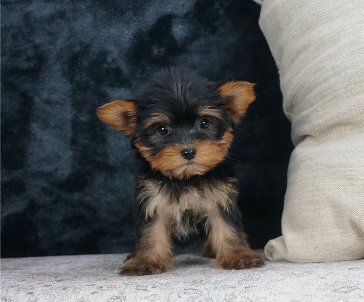 Venta de cachorros yorkshire mini macho de raza en buen precio