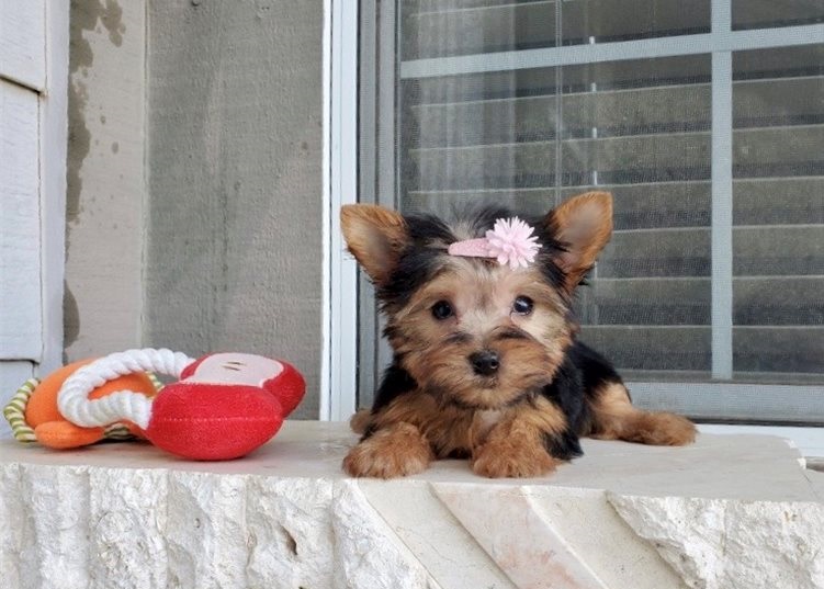 Venta de cachorros yorkshire mini macho de raza barato en buen precio