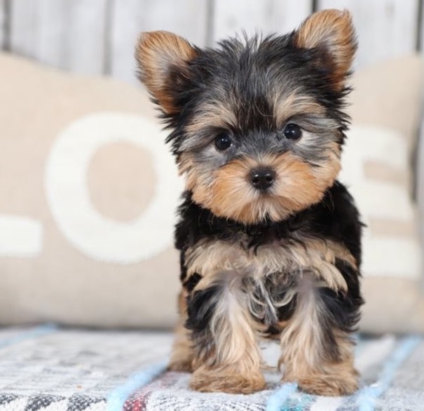 Perritos yorkshire macho y hembra de raza barato a la venta