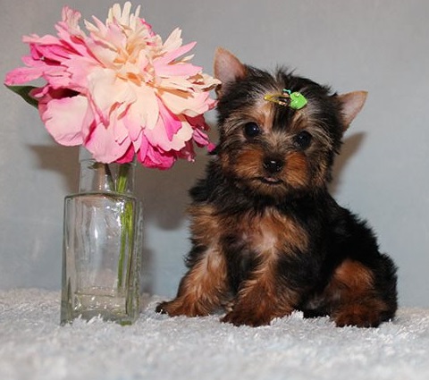 Venta de yorkshire mini toy macho y hembra de raza en buen precio