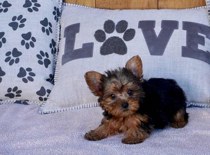 Perros yorkshire terrier mini toy macho de raza barato en venta