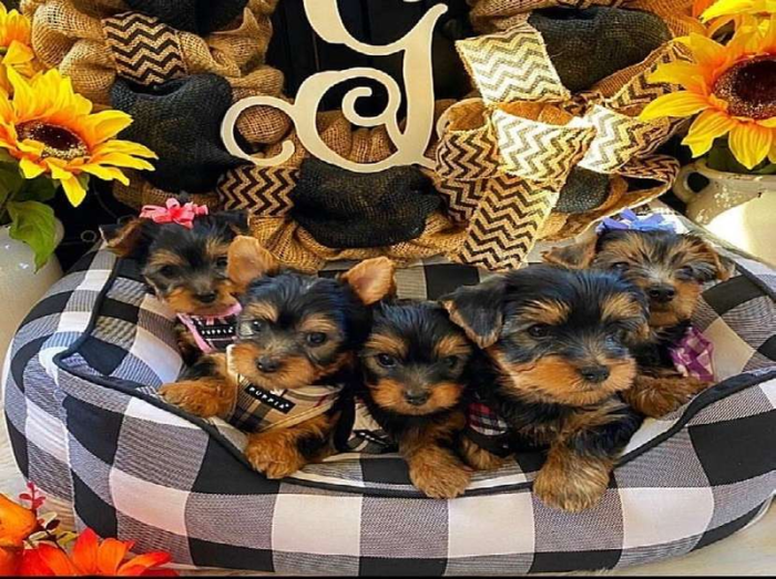 Biewer yorkshire terrier macho de raza al mejor precio de venta