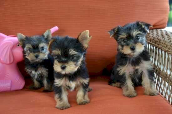 Yorkshire terrier de raza miniatura de 2 meses listos en venta