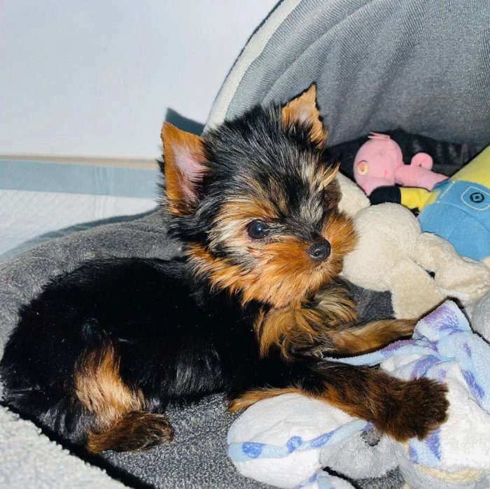 Yorkshire terrier venta mini toy con sus vacunas y certificado