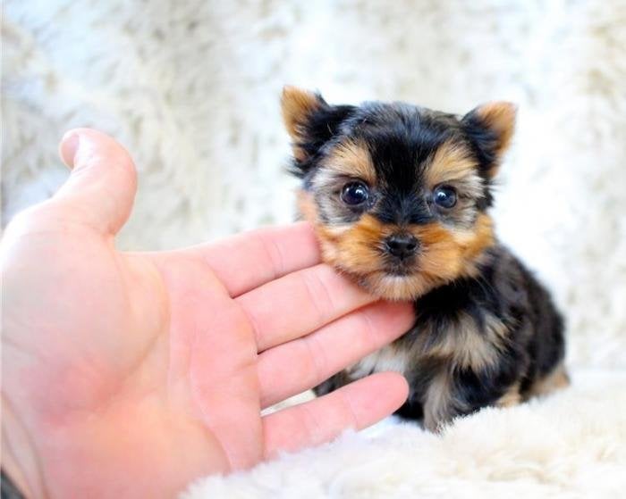 Precio de yorkshire terrier mini toy a la venta