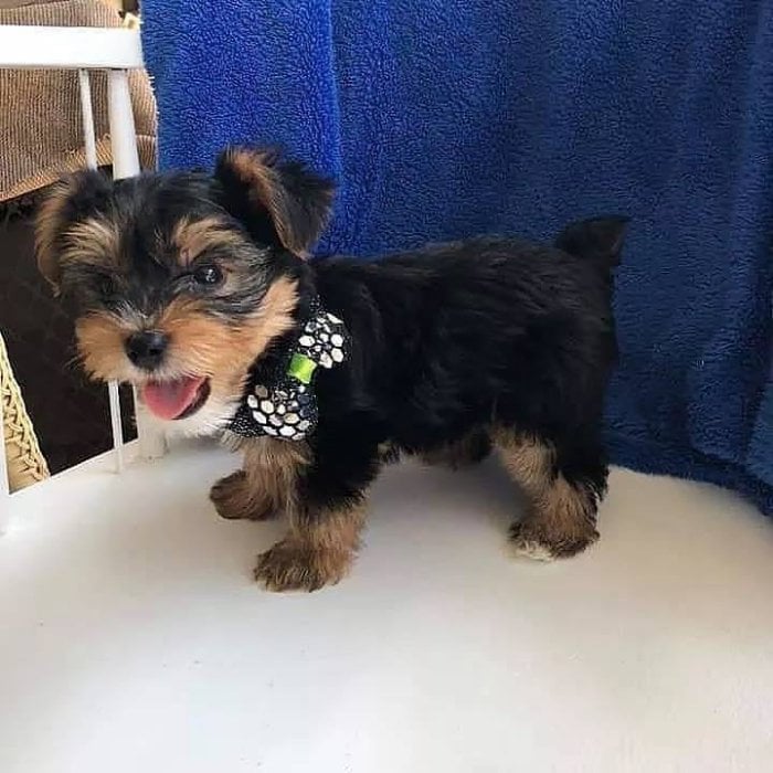 Yorkshire terrier teacup macho y hembra de raza en venta