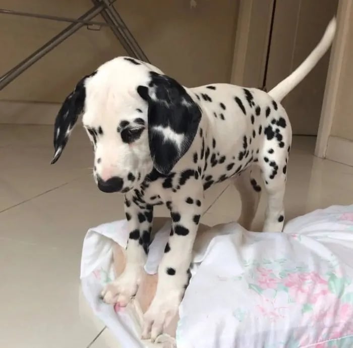 3 cachorros de gran danés hembra recién nacidos de meses para adoptar