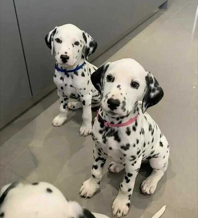 Gran danés atigrado orejas cortadas banco para adopción