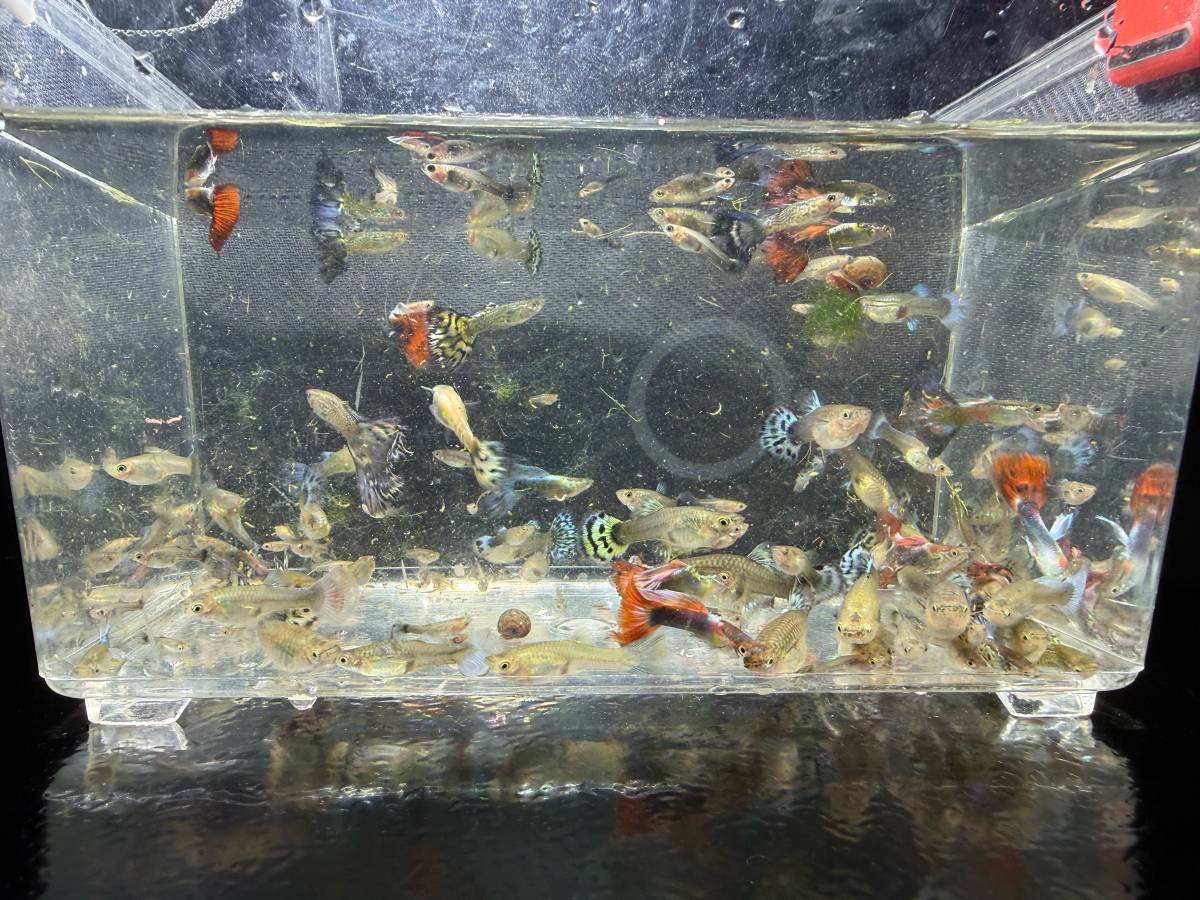 Guppies variados y decorativos