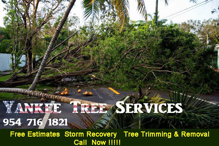 ¡SERVICIOS DE ÁRBOLES Y JARDINERÍA ECONÓMICOS! 🌴