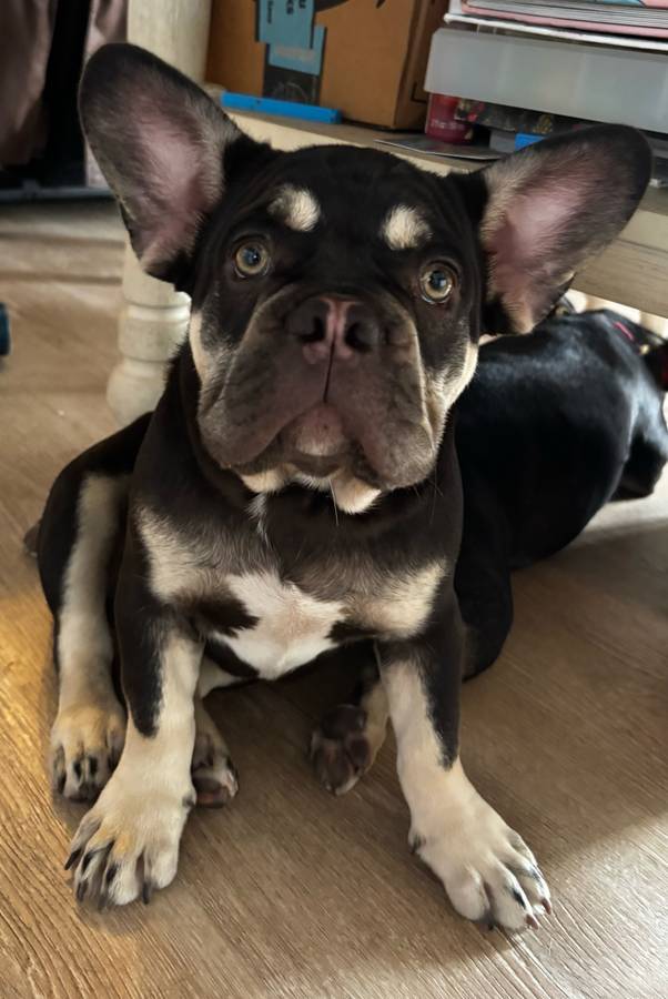 Hermoso frenchie peludo buscando un nuevo hogar feliz