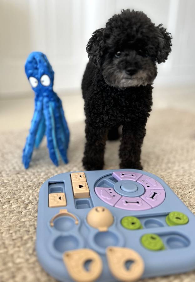 Free Love Paws – Servicio de Cuidado de Mascotas Paseo de Perros